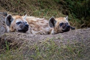 5 Days Mid Range Safari to Tarangire National Park, Serengeti and Ngorongoro Crater