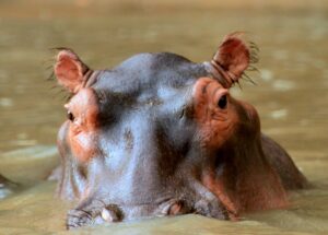 5 Days Safari to Tarangire National Park, Serengeti and Ngorongoro Crater