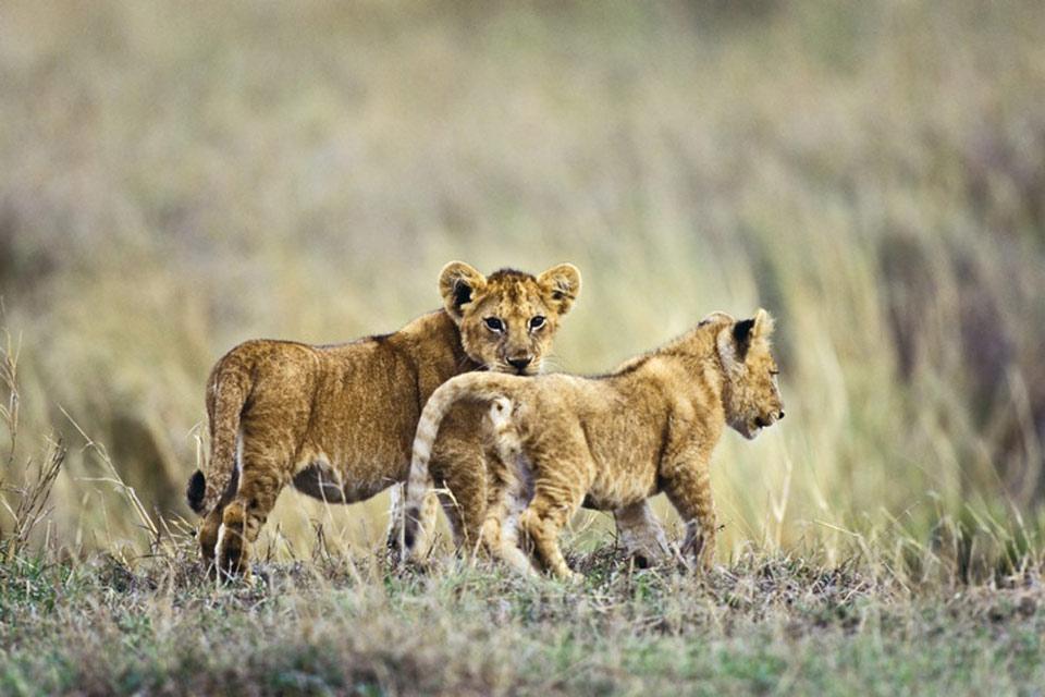6 DAYS NORTHERN CIRCUIT ADVENTURE SAFARI