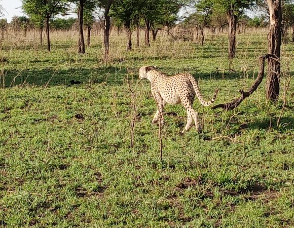 4 Days Safari to Tarangire National Park, Serengeti and Ngorongoro Crater