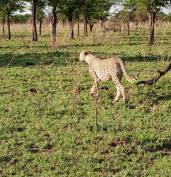 4 Days Safari to Tarangire National Park, Serengeti and Ngorongoro Crater